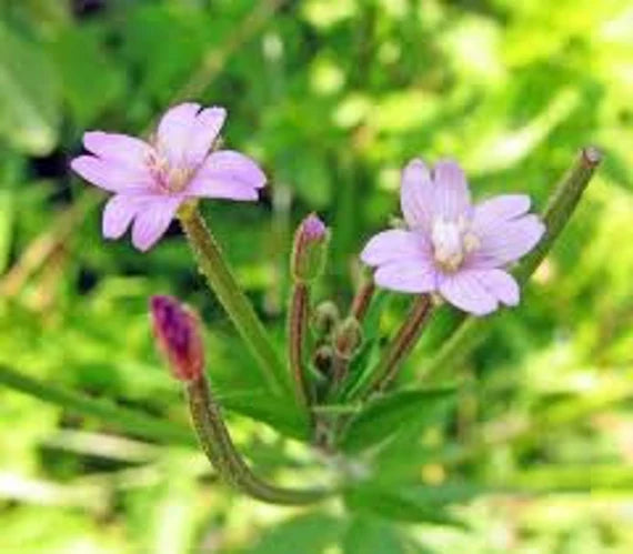 High quality Epilobium Flower seeds for Planting Bright Blooms, Heirloom & GMO Free Seeds for Home Garden seeds pack