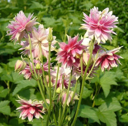 Nora Barlow Flower seeds for Planting Easy to Grow Heirloom & GMO Free Seeds for Home Garden