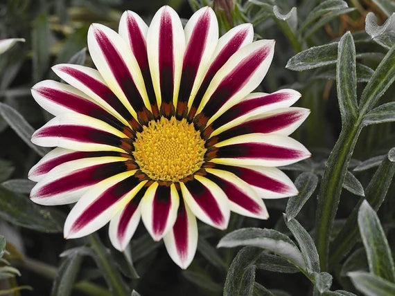 High quality Purple Gazania Flower seeds for Planting Shade Tolerant, Heirloom & GMO Free Seeds for Home Garden seeds pack
