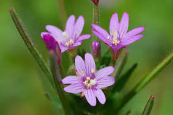 Epilobium Flower seeds for Planting Bright Blooms, Heirloom & GMO Free Seeds for Home Garden vegetable and garden seeds