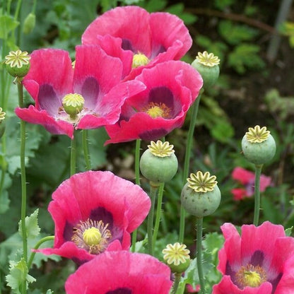 Pepperbox Flower seeds for Planting Wildflower Mix Heirloom & GMO Free Seeds for Home Garden