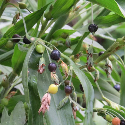 Job's Tears Grain Flower seeds for Planting - Perfect for Borders, Heirloom & GMO Free Seeds for Home Garden