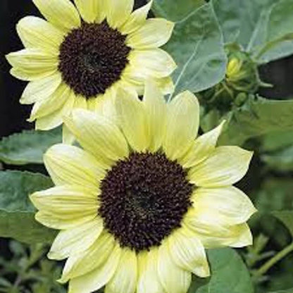 Yellow Sunflower Seeds For Planting - Grow Bright Sunflowers Flower