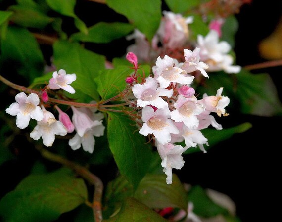 Premium Pink Kolkwitzia Flower seeds for Planting Drought Tolerant, Heirloom & GMO Free Seeds for Home Garden seeds