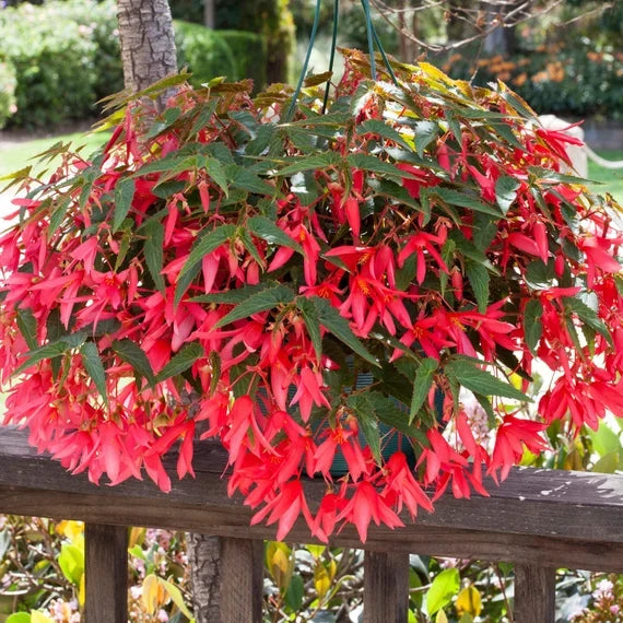 Trailing Begonia Plant Seeds Planting