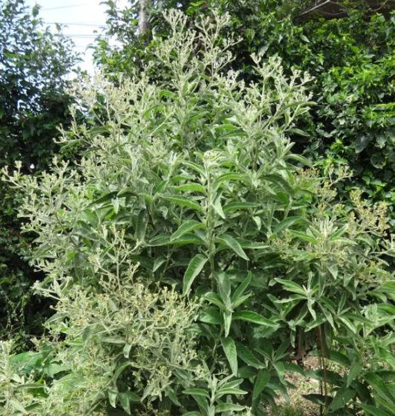Blumea Flower seeds for Planting - Seasonal Bloomer, Heirloom & GMO Free Seeds for Home Garden