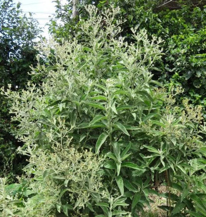 Blumea Flower seeds for Planting - Seasonal Bloomer, Heirloom & GMO Free Seeds for Home Garden