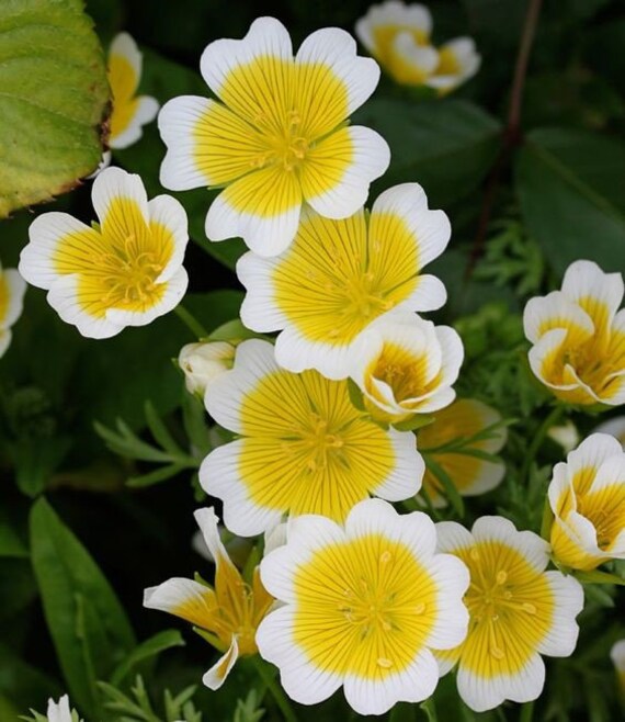 Premium Yellow White Limnanthes Douglasii Flower seeds for Planting Drought Tolerant, Heirloom & GMO Free Seeds for Home Garden seeds