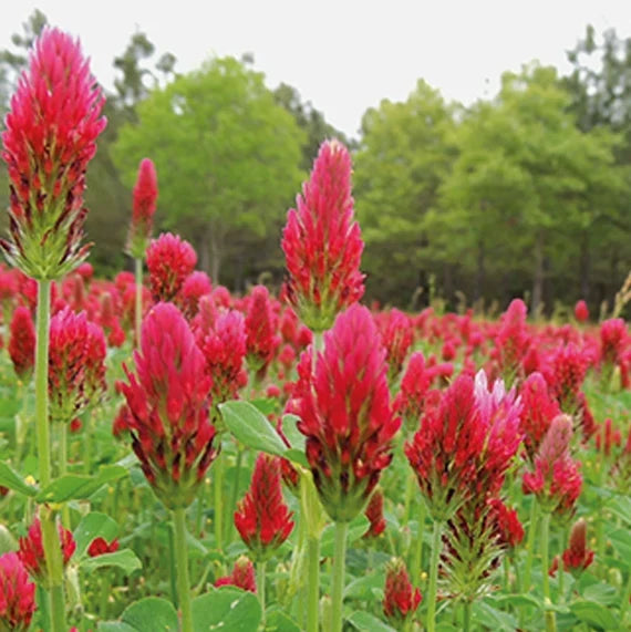 Red Crimson Flower seeds for Planting Vibrant Colors, Heirloom & GMO Free Seeds for Home Garden vegetable and garden seeds