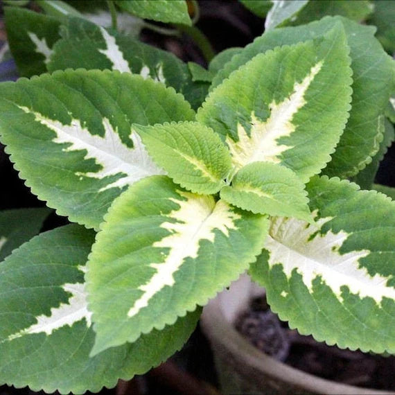 Premium Green White Coleus Flower seeds for Planting Bright Blooms, Heirloom & GMO Free Seeds for Home Garden seeds