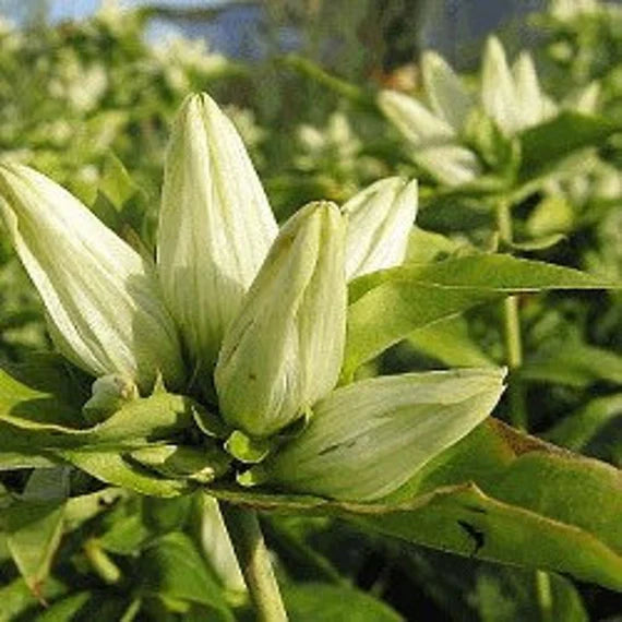 Cream Gentiana Flower seeds for Planting Vibrant Colors, Heirloom & GMO Free Seeds for Home Garden seeds for planting