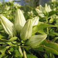 Cream Gentiana Flower seeds for Planting Vibrant Colors, Heirloom & GMO Free Seeds for Home Garden seeds for planting
