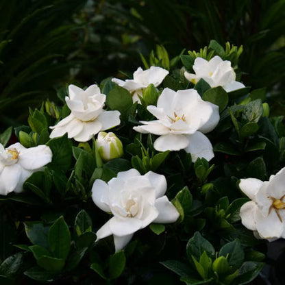 Heirloom Jasminoids Flower seeds for Planting Premium Quality Heirloom & GMO Free Seeds for Home Garden