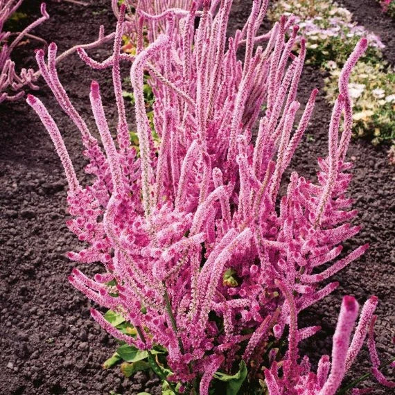 Violet Lepismium Flower seeds for Planting Hardy Variety, Heirloom & GMO Free Seeds for Home Garden vegetable and garden seeds