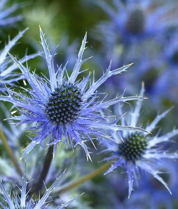 Premium Eryngium Alpinum Flower seeds for Planting Colorful Display, Heirloom & GMO Free Seeds for Home Garden seeds