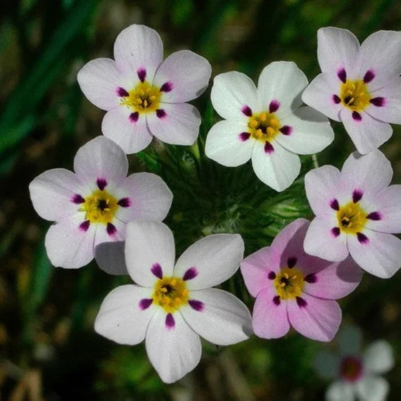 Mix Leptosiphon Flower seeds for Planting Low Maintenance, Heirloom & GMO Free Seeds for Home Garden vegetable and garden seeds