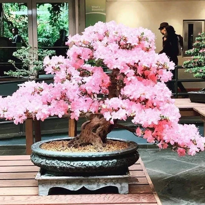 Pink White Simsii Bonsai Seeds Flower seeds for Planting Cut Flower Favorite Heirloom & GMO Free Seeds for Home Garden