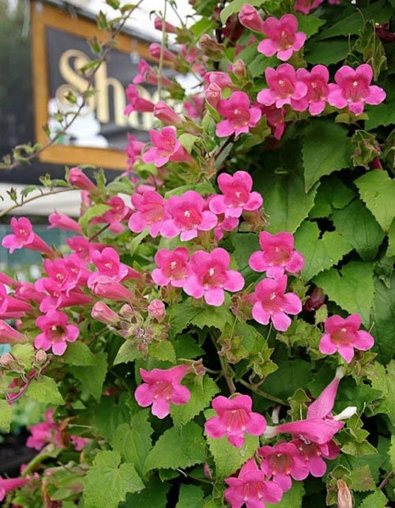 Premium Pink Asarina Flower seeds for Planting Bright Blooms, Heirloom & GMO Free Seeds for Home Garden seeds