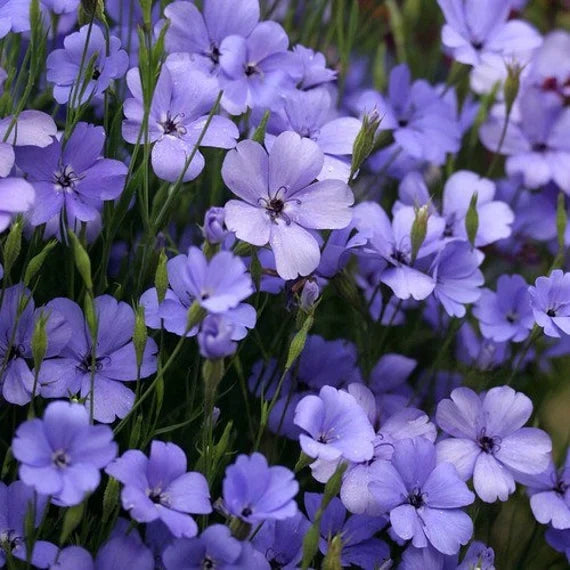 Blue Oculata Flower seeds for Planting Bright Blooms, Heirloom & GMO Free Seeds for Home Garden vegetable and garden seeds