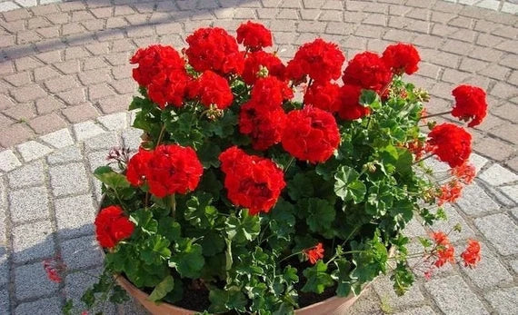 Premium Geraniums Red Flower seeds for Planting Long Bloom Season, Heirloom & GMO Free Seeds for Home Garden seeds