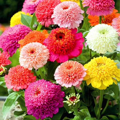 Heirloom Scabiosa Flower seeds for Planting Bright Blooms Heirloom & GMO Free Seeds for Home Garden