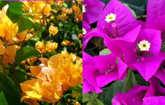 Bougainvillea Yellow Purple Flower seeds for Planting Compact Growth, Heirloom & GMO Free Seeds for Home Garden vegetable and garden seeds