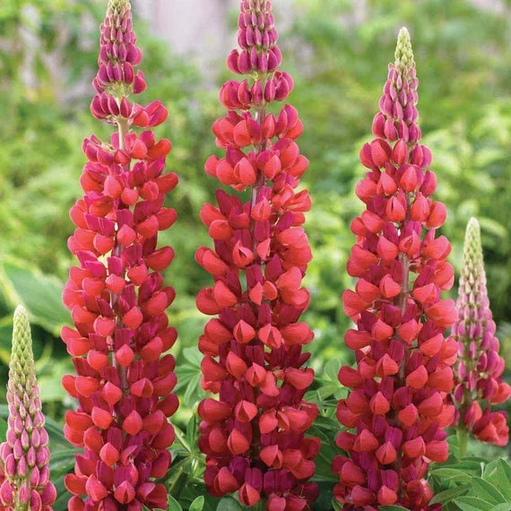 Lupine Red Flower seeds for Planting Easy to Grow, Heirloom & GMO Free Seeds for Home Garden vegetable and garden seeds
