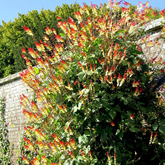 Mina Lobata Flower seeds for Planting Bright Blooms Heirloom & GMO Free Seeds for Home Garden