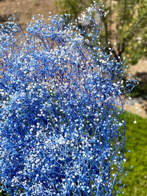 Premium Blue Gypsophila Flower seeds for Planting Hardy Variety, Heirloom & GMO Free Seeds for Home Garden seeds