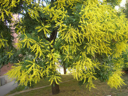 Koelreuteria Tree Flower seeds for Planting Wildflower Mix Heirloom & GMO Free Seeds for Home Garden