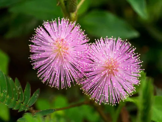 Mimosa Pudica, Touch me not, Lajalu, Sensitive Plant seeds for Planting Cut Flower Favorite, Heirloom & GMO Free Seeds for Home Garden vegetable and garden seeds