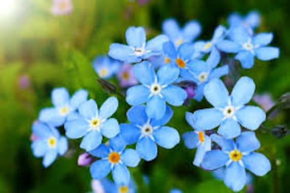 Myosotis Sylvatica Flower seeds for Planting - Pollinator Friendly, Heirloom & GMO Free Seeds for Home Garden