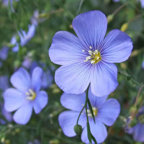 Premium Blue Linum Flower seeds for Planting Cut Flower Favorite, Heirloom & GMO Free Seeds for Home Garden seeds