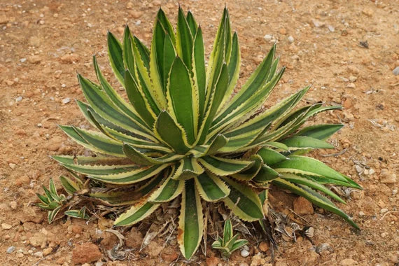 Agave Univittata Plant Seeds Planting Kit - Premium Quality For Easy