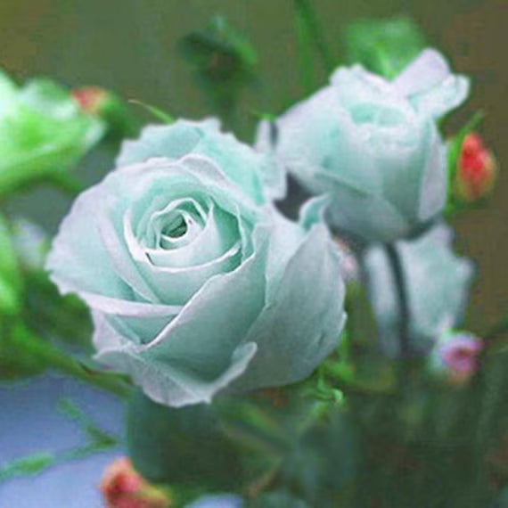 Sea Green Rose Flower seeds for Planting - Drought Tolerant, Heirloom & GMO Free Seeds for Home Garden