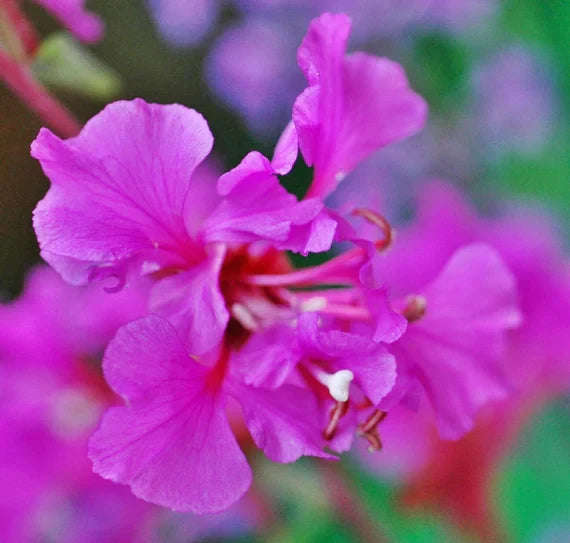 Purple Elegant Clarkia Flower seeds for Planting Fragrant Blossoms, Heirloom & GMO Free Seeds for Home Garden seeds for planting