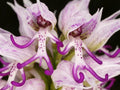 White Man Orchid Flower seeds for Planting Low Maintenance, Heirloom & GMO Free Seeds for Home Garden seeds for planting