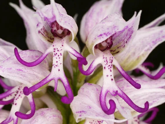 White Man Orchid Flower seeds for Planting Low Maintenance, Heirloom & GMO Free Seeds for Home Garden seeds for planting
