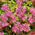 Purple Spurium Coccineum Flower seeds for Planting Vibrant Colors, Heirloom & GMO Free Seeds for Home Garden seeds for planting