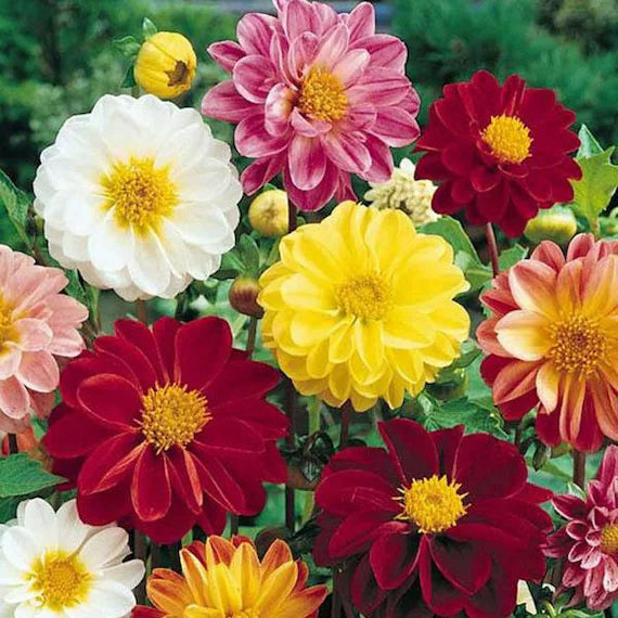 High quality Mixed Color Flower seeds for Planting Shade Tolerant, Heirloom & GMO Free Seeds for Home Garden seeds pack