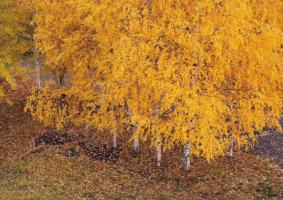 Yellow Betula Papyrifera Tree Seeds Planting