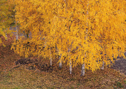 Yellow Betula Papyrifera Tree Seeds Planting