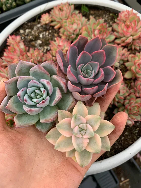 Suculento Plant Seeds For Gardening & Planting - Grow Beautiful Succulent Varieties