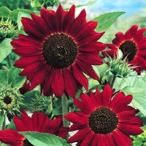 Maroon SunFlower seeds for Planting Colorful Display, Heirloom & GMO Free Seeds for Home Garden vegetable and garden seeds