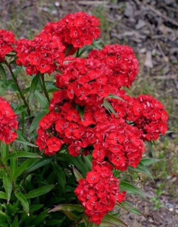 Premium Red William Flower seeds for Planting Compact Growth, Heirloom & GMO Free Seeds for Home Garden seeds