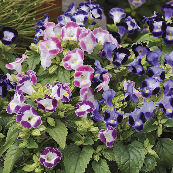 Premium Mixed Torenia Flower seeds for Planting Fragrant Blossoms, Heirloom & GMO Free Seeds for Home Garden seeds