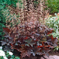 Purple Coral Bell Flower seeds for Planting Seasonal Bloomer, Heirloom & GMO Free Seeds for Home Garden seeds for planting