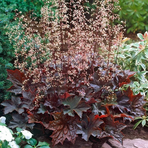 Purple Coral Bell Flower seeds for Planting Seasonal Bloomer, Heirloom & GMO Free Seeds for Home Garden seeds for planting