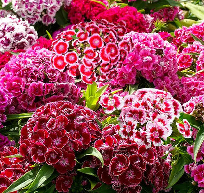 Heirloom Carnation Flower seeds for Planting Shade Tolerant Heirloom & GMO Free Seeds for Home Garden