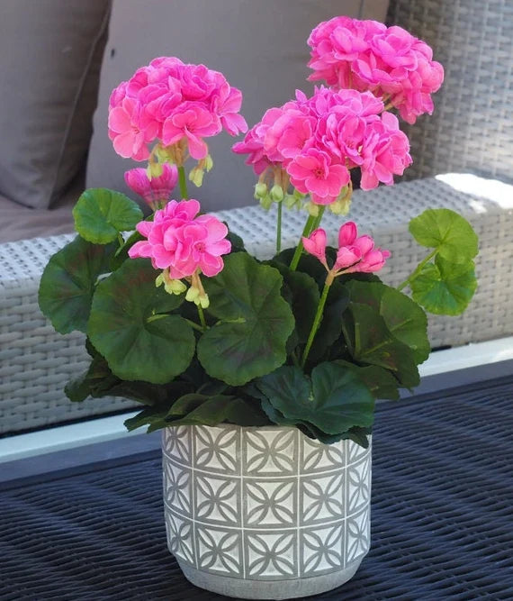 Pink Geranium Flower seeds for Planting Garden Favorite, Heirloom & GMO Free Seeds for Home Garden vegetable and garden seeds